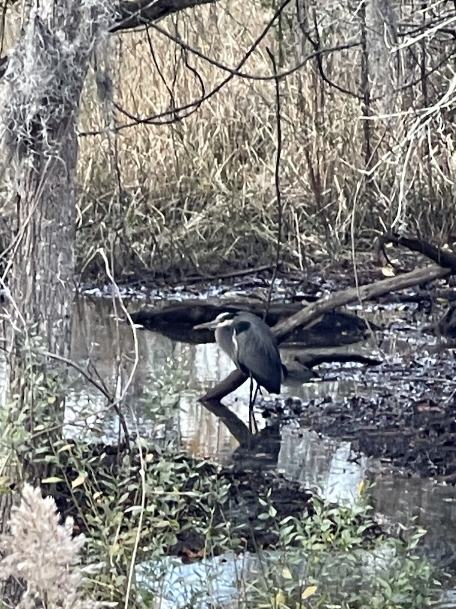 オオアオサギ - ML646961868