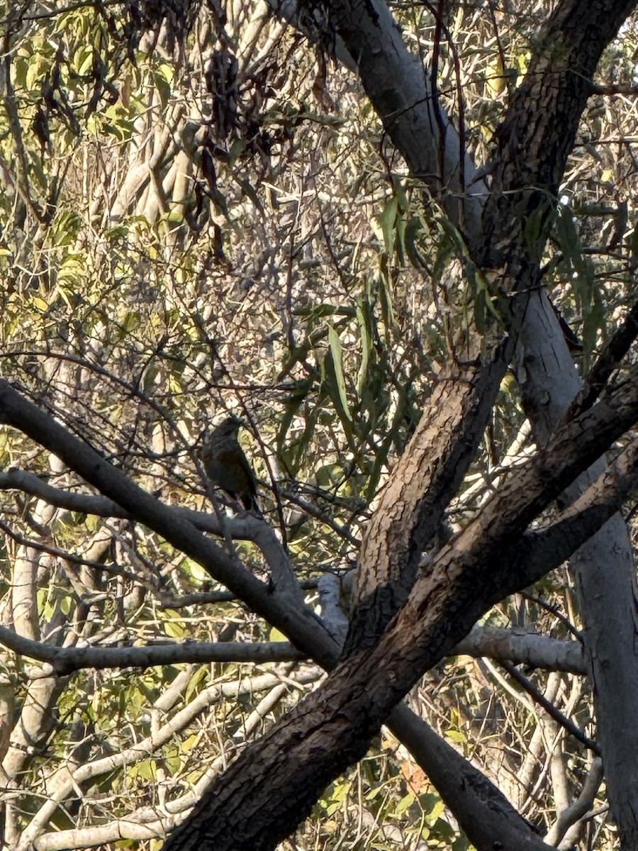 カラアカハラ - ML646961869