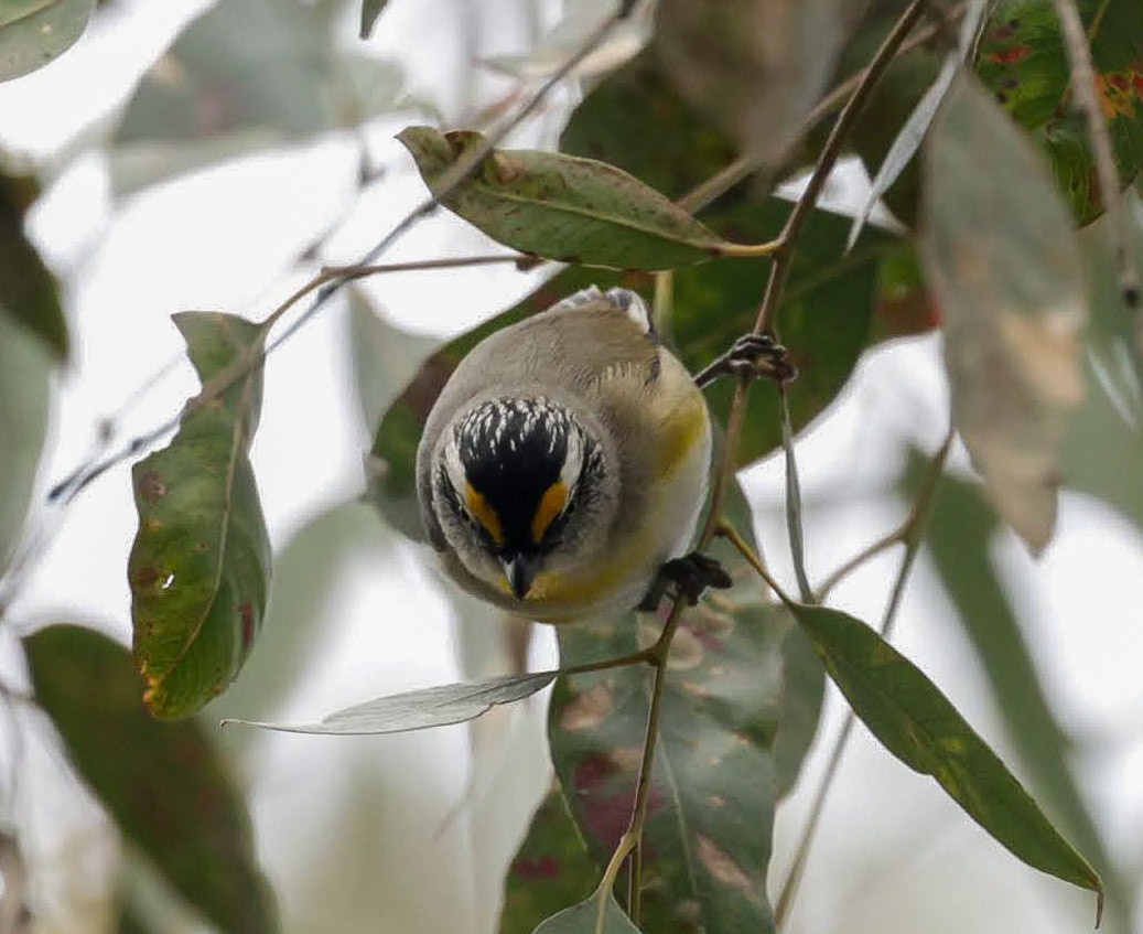 キボシホウセキドリ - ML646961870