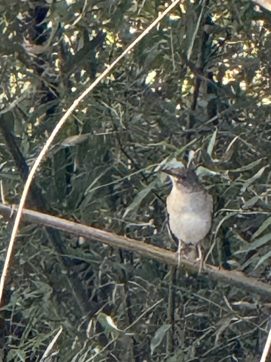 シロハラ - ML646961871