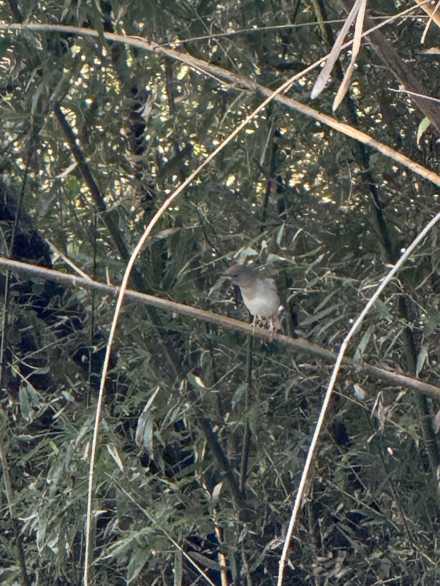 シロハラ - ML646961872