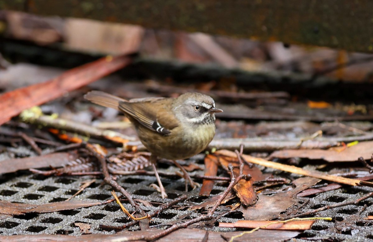 マミジロヤブムシクイ - ML646961876