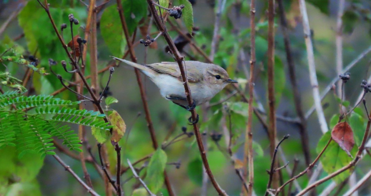 チフチャフ - ML646961877