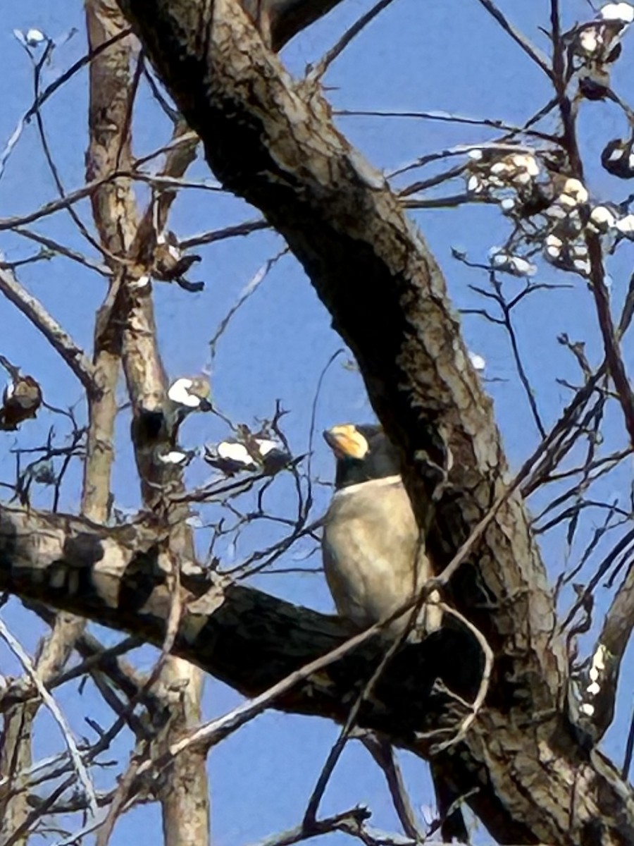 小桑鳲 - ML646961878