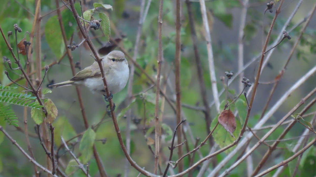 Common Chiffchaff - ML646961879