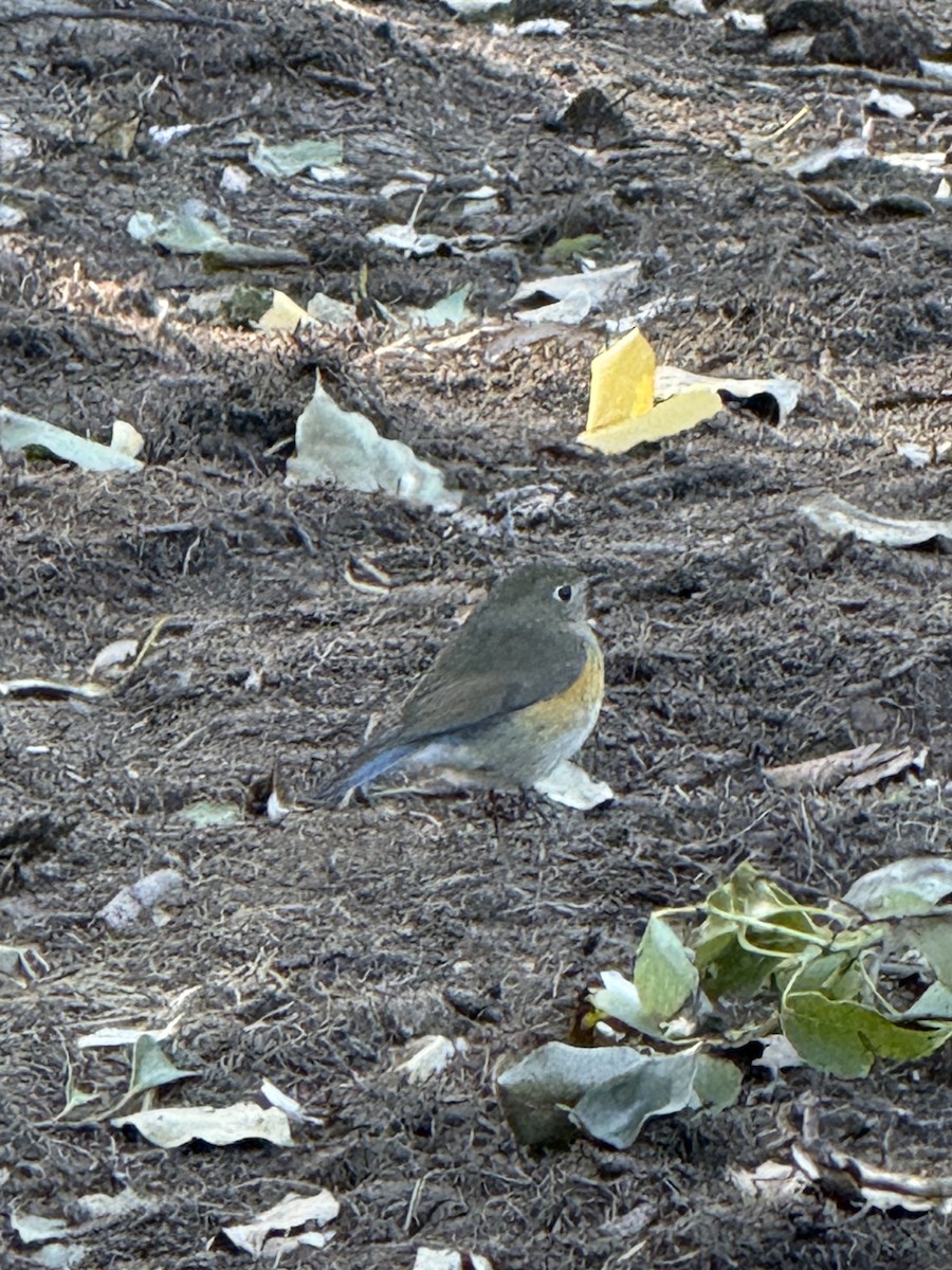 藍尾鴝 - ML646961880