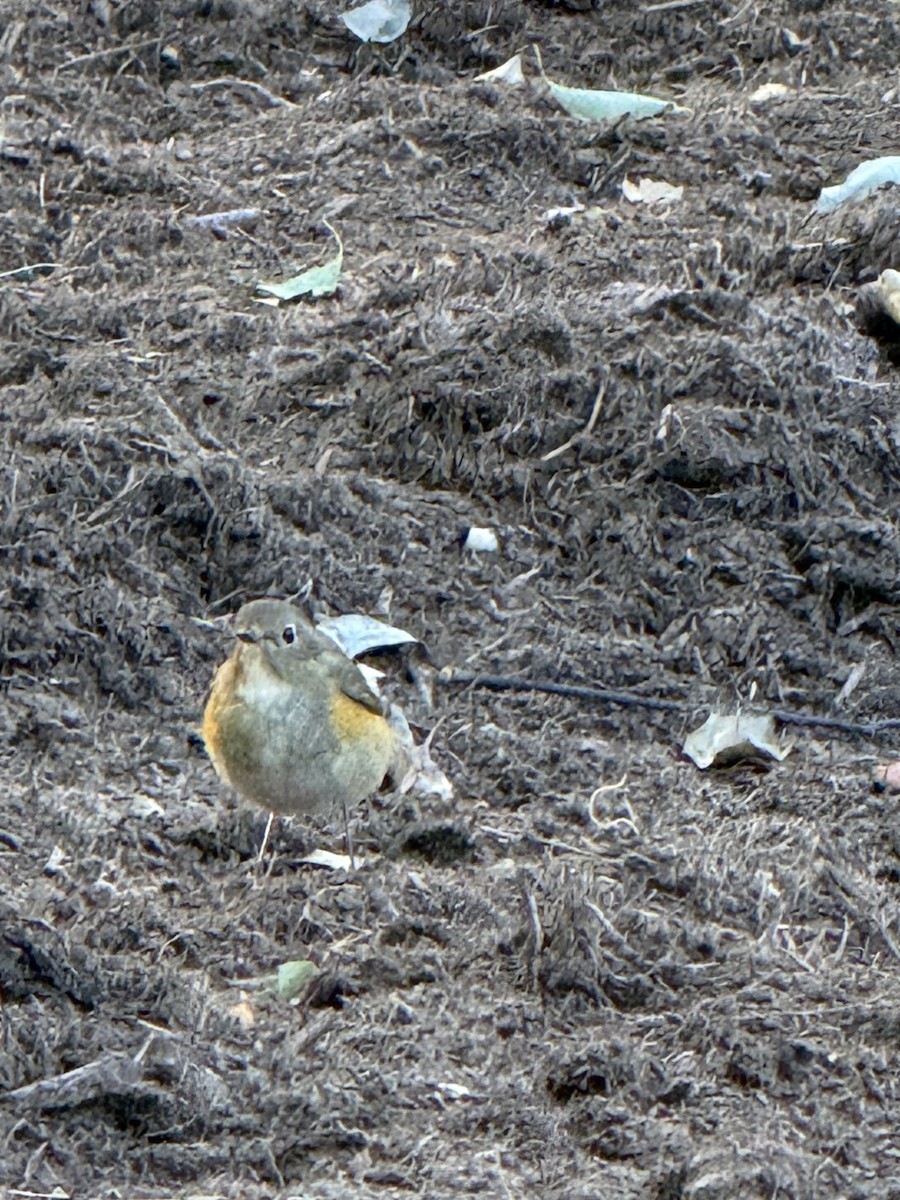 藍尾鴝 - ML646961881