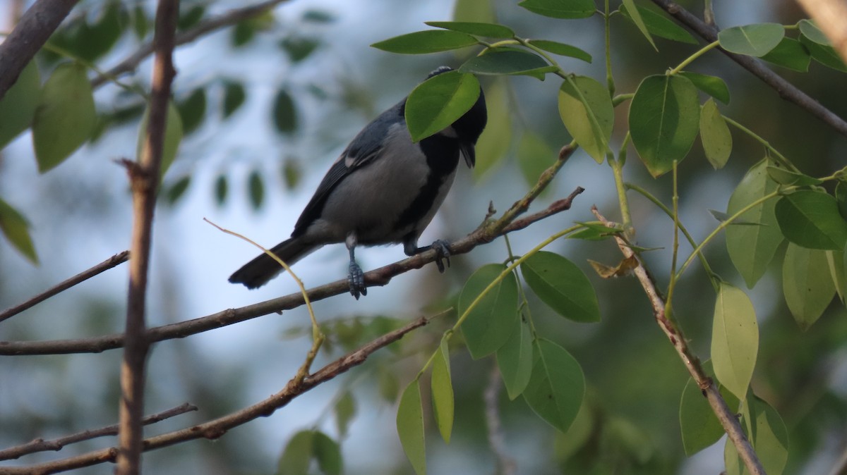 Asian Tit - ML646961882