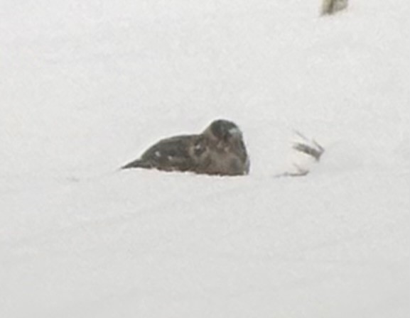 גיבתון לפלנדי - ML646961888