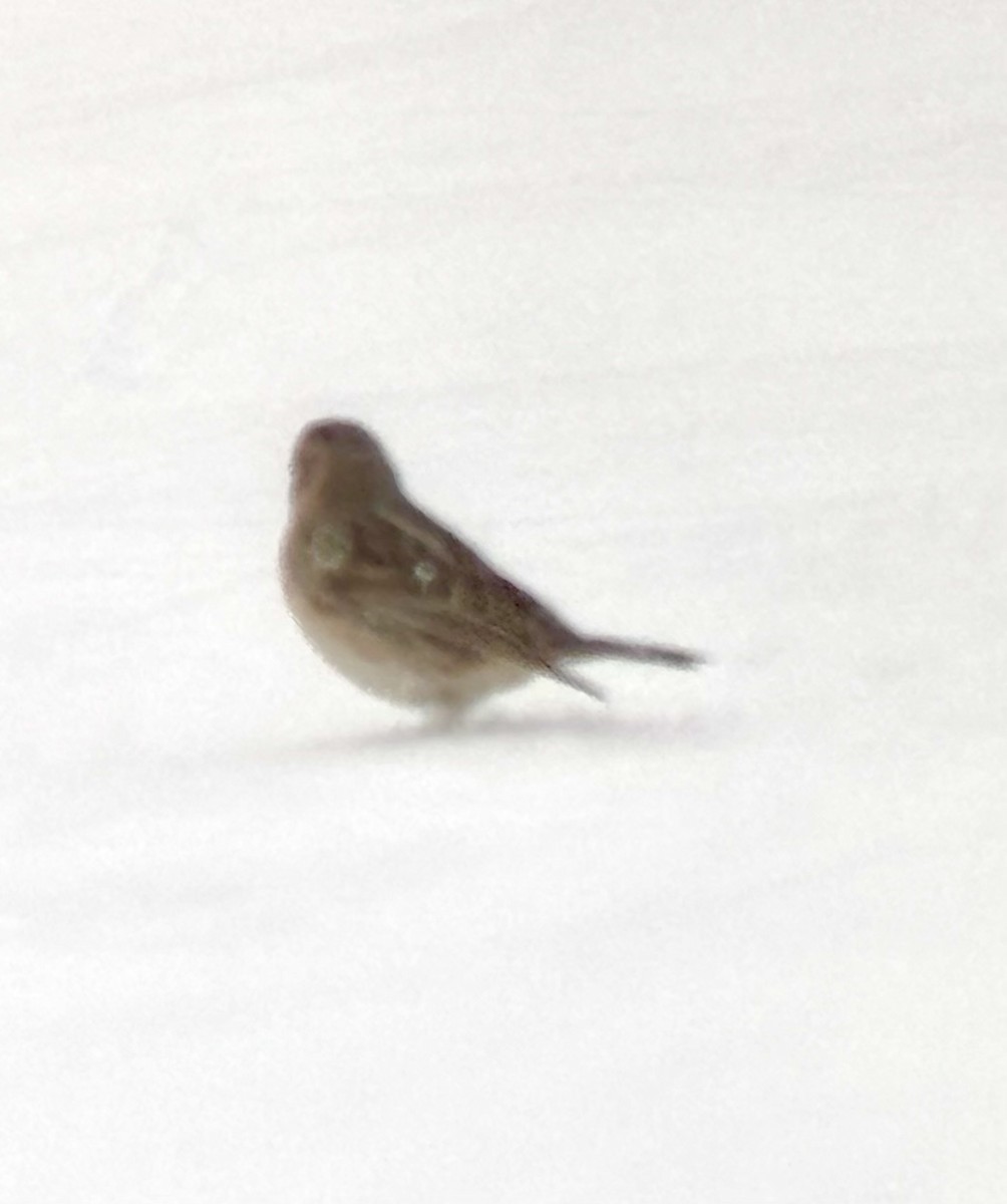 גיבתון לפלנדי - ML646961890