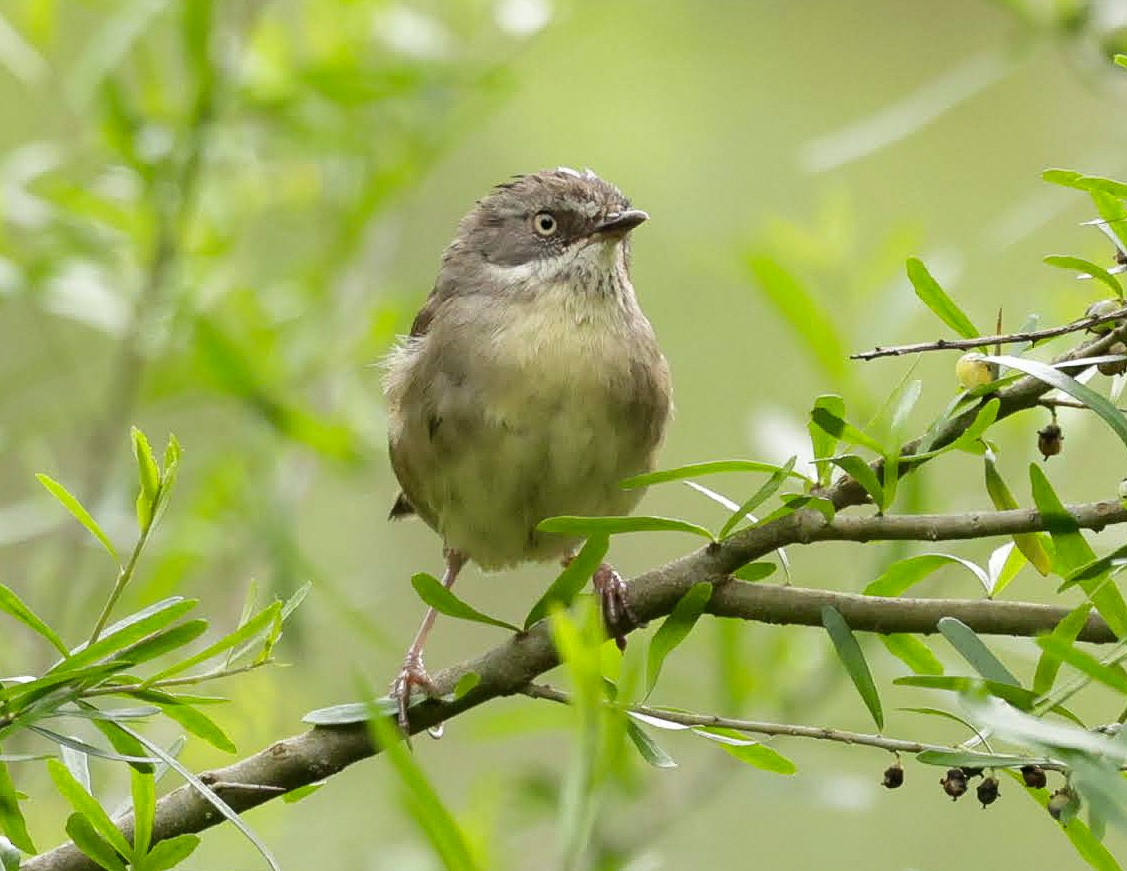 White-browed Scrubwren - ML646961894