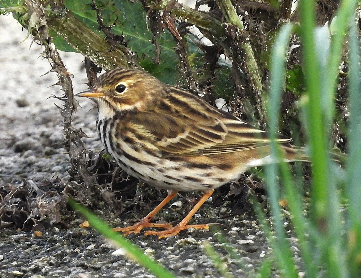 Meadow Pipit - ML646961895