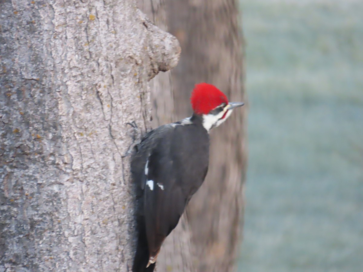 Pileated Woodpecker - ML646961896