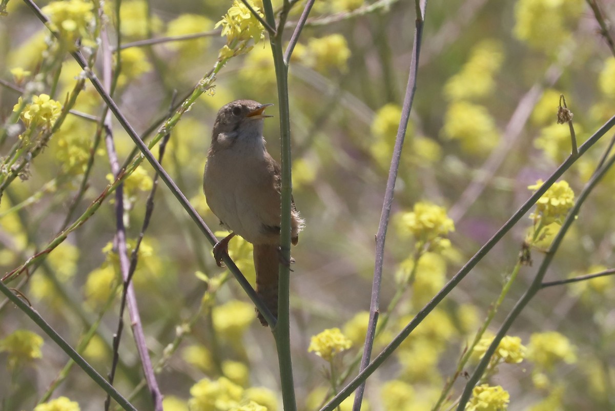 Southern House Wren - ML646961897