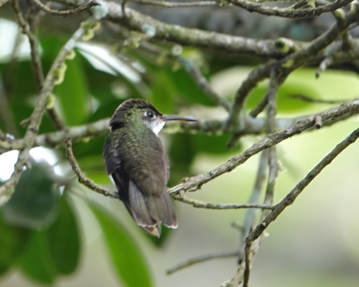 White-bellied Emerald - ML646961898