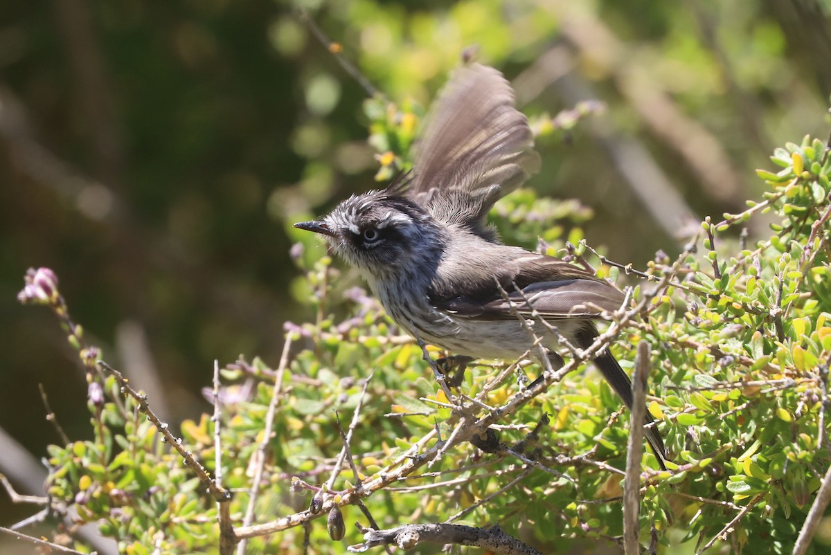 Tufted Tit-Tyrant - ML646961899