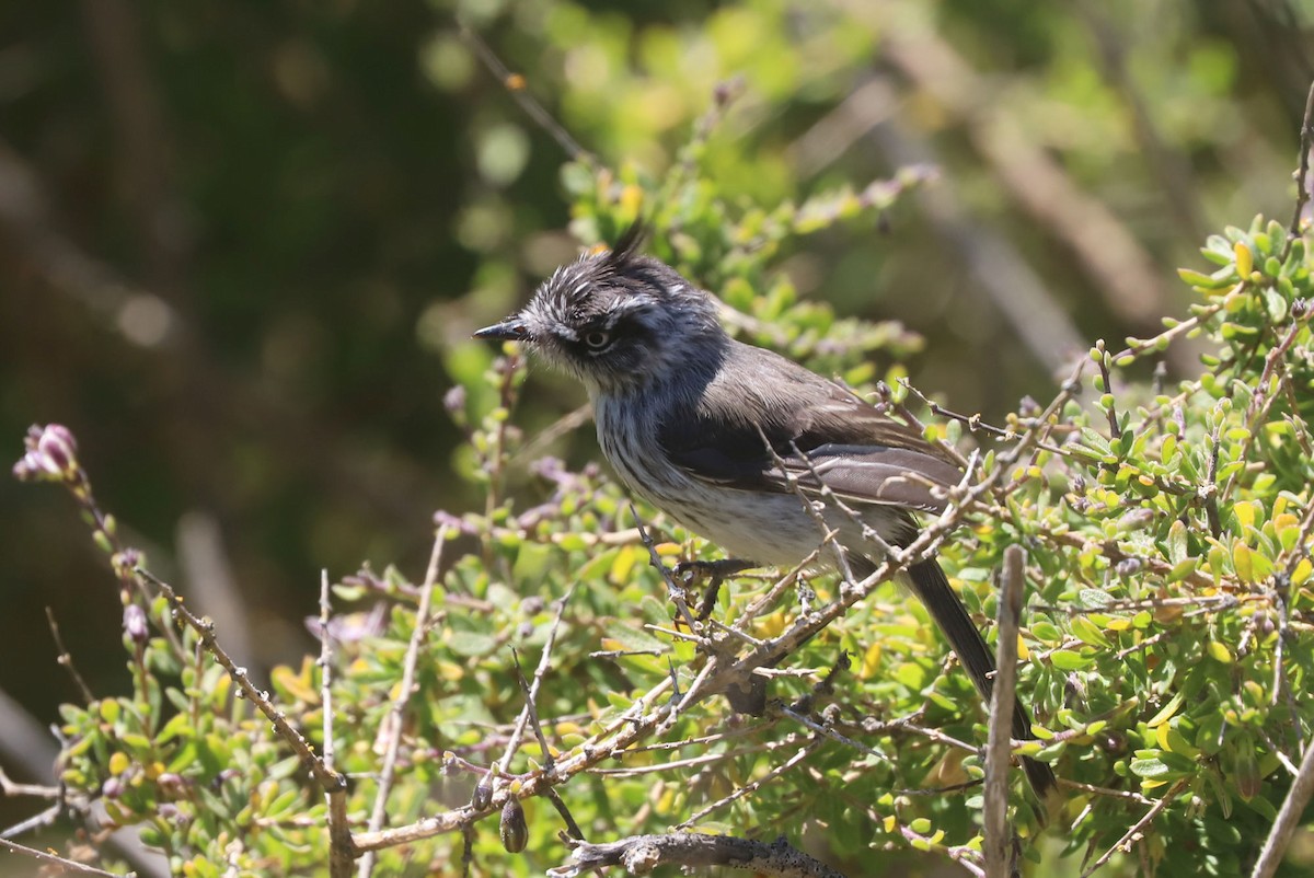 Tufted Tit-Tyrant - ML646961900