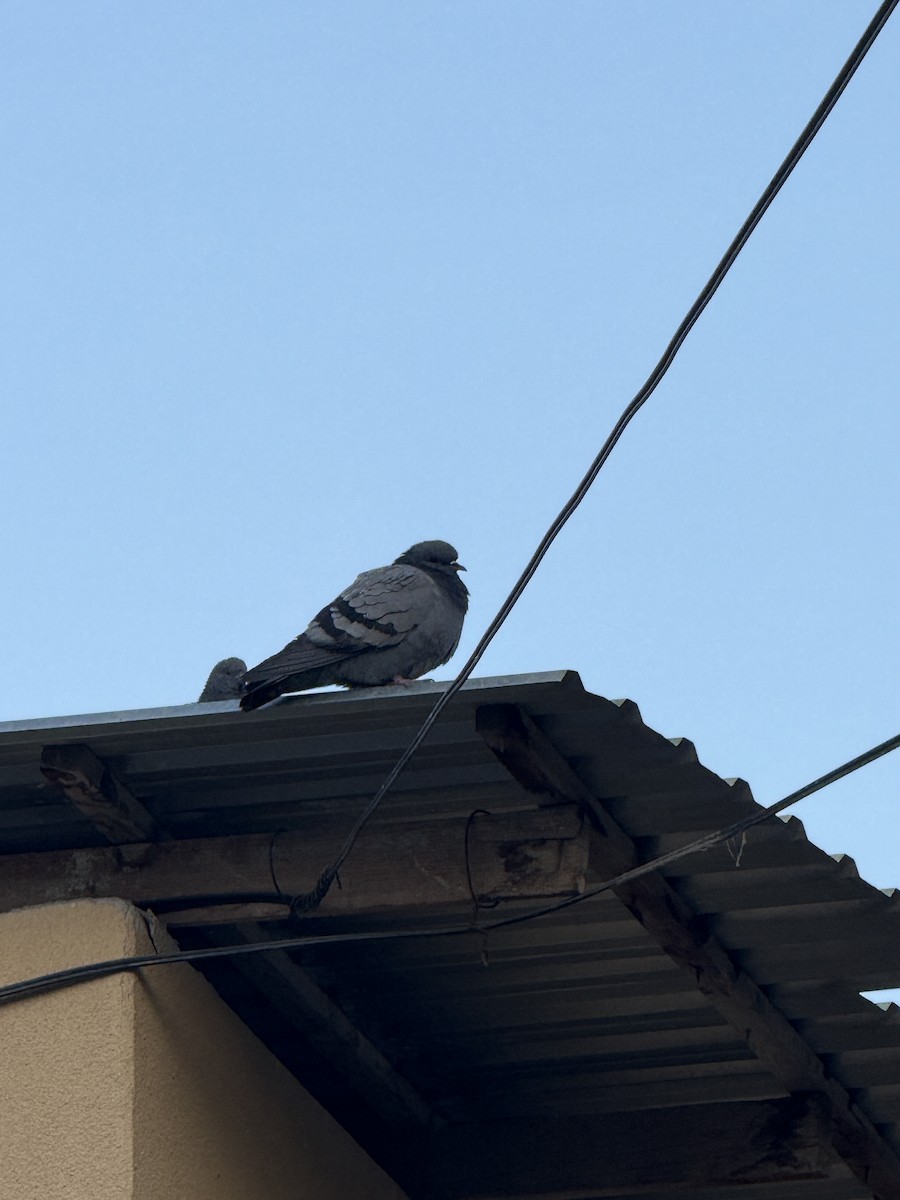 Paloma Bravía (variedad doméstica) - ML646961902