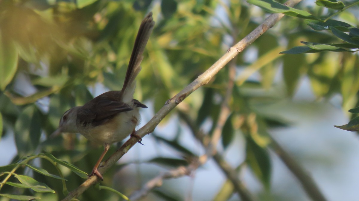 Common Tailorbird - ML646961903
