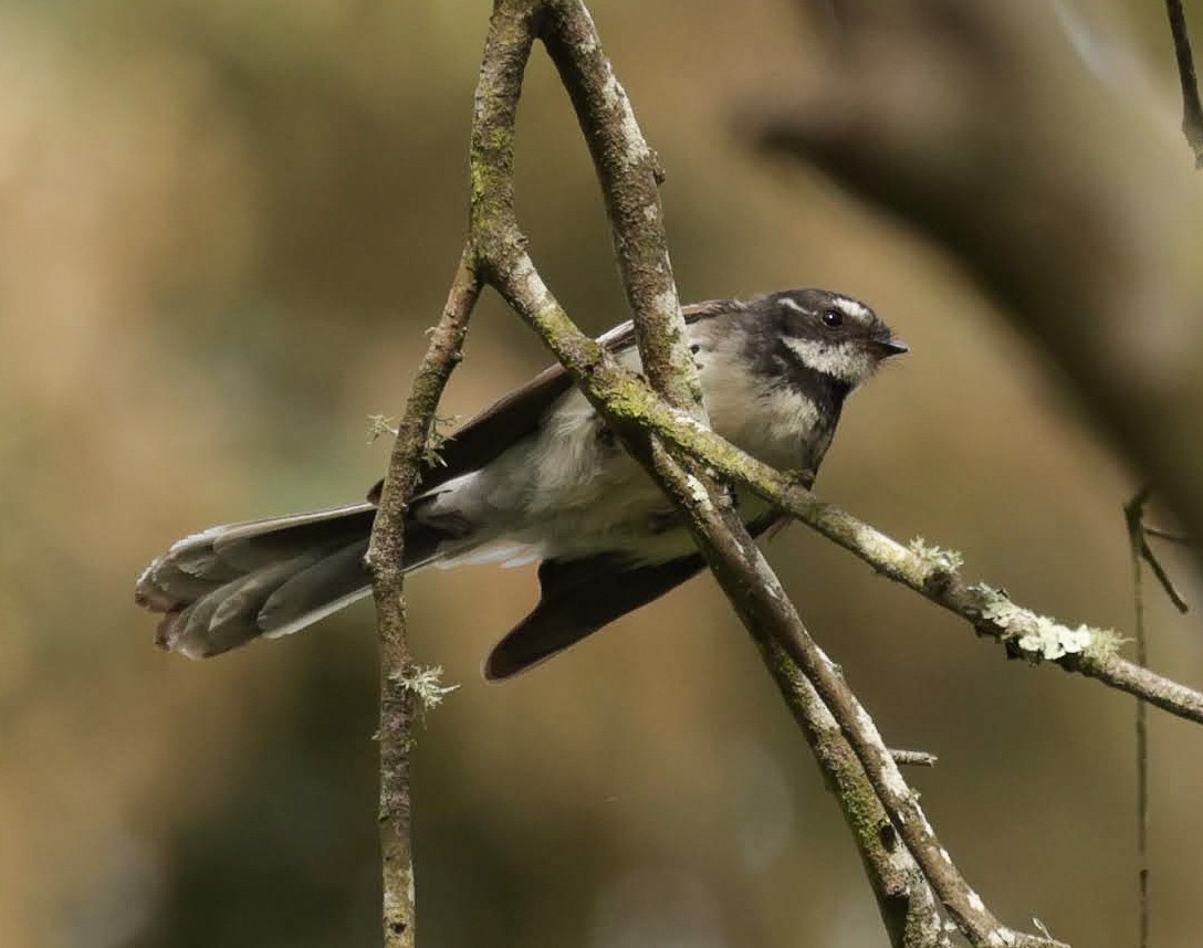 Gray Fantail - ML646961904