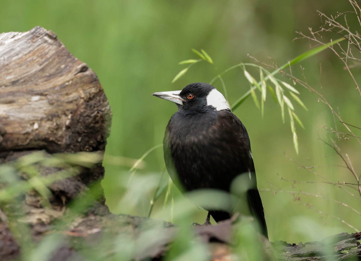 Australian Magpie - ML646961909