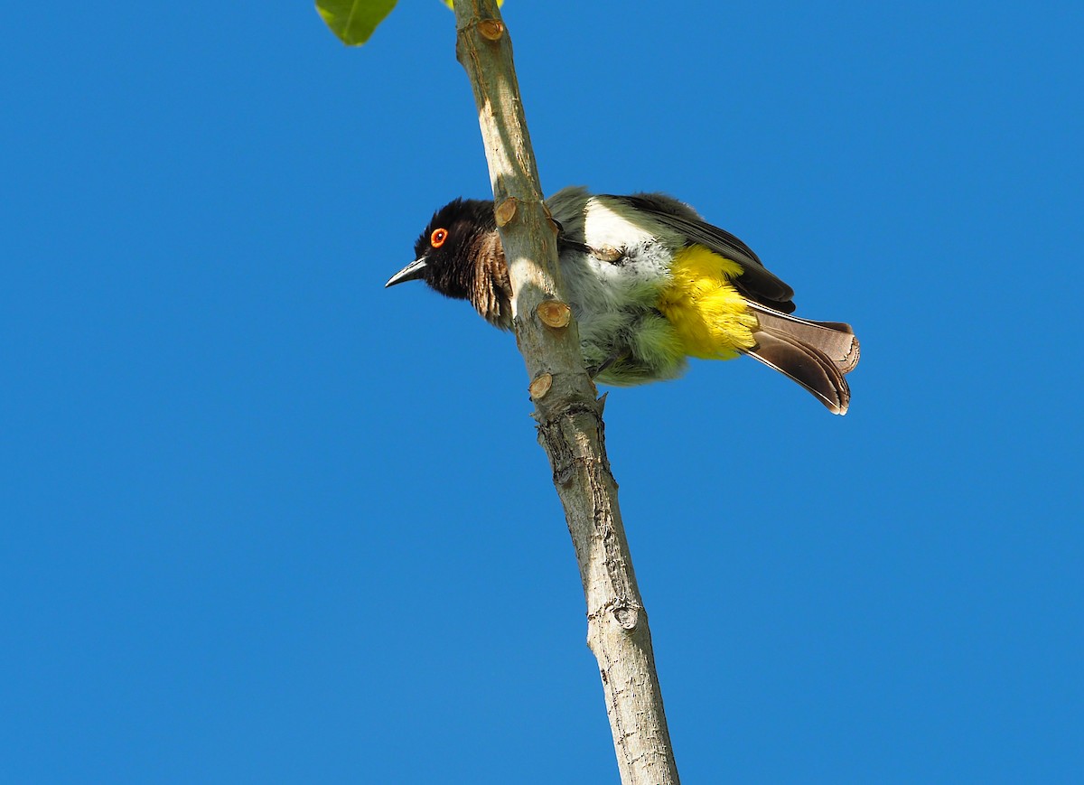 rødbrillebylbyl - ML646961910