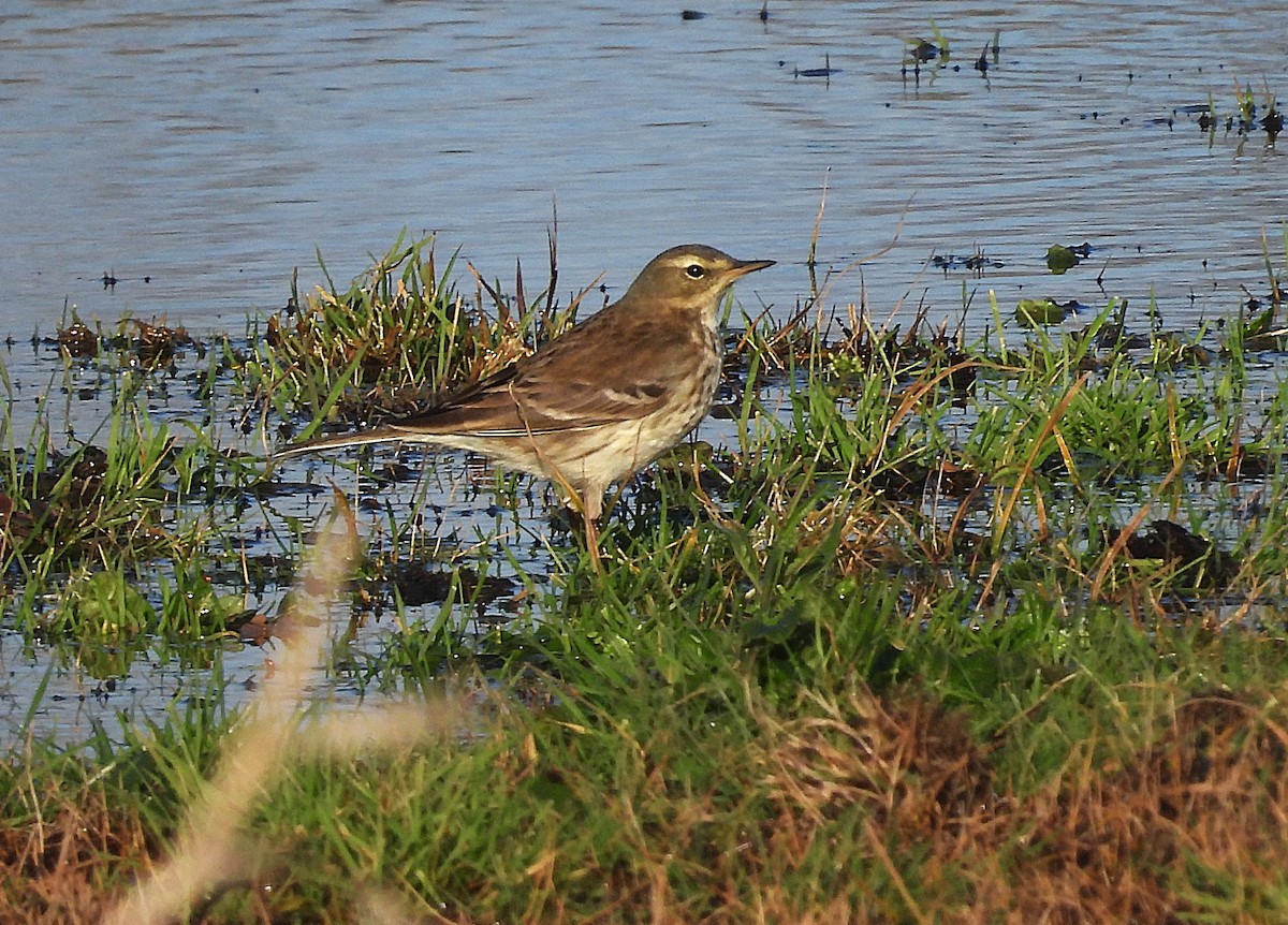 Water Pipit - ML646961912