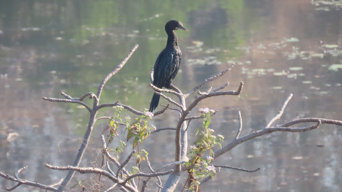 Little Cormorant - ML646961914