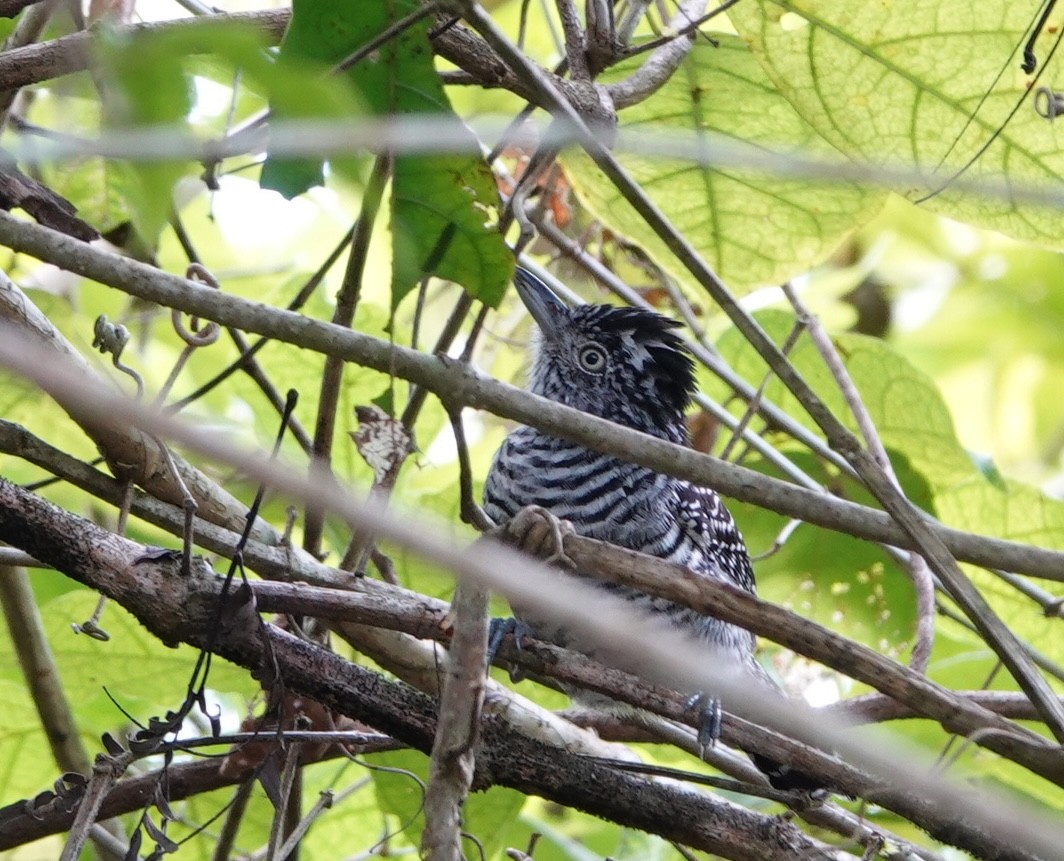 Barred Antshrike - ML646961915