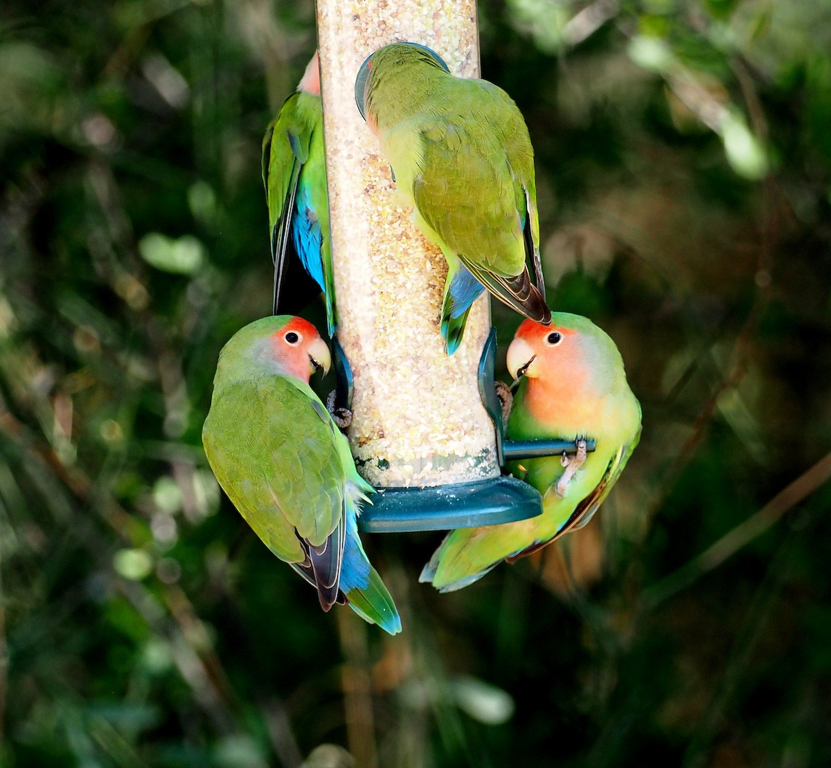 ferskenamorpapitt - ML646961917