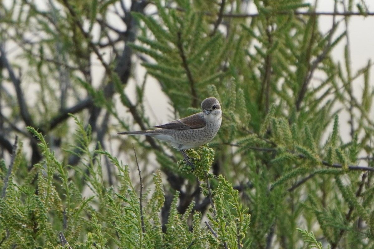 ťuhýk obecný - ML646961919