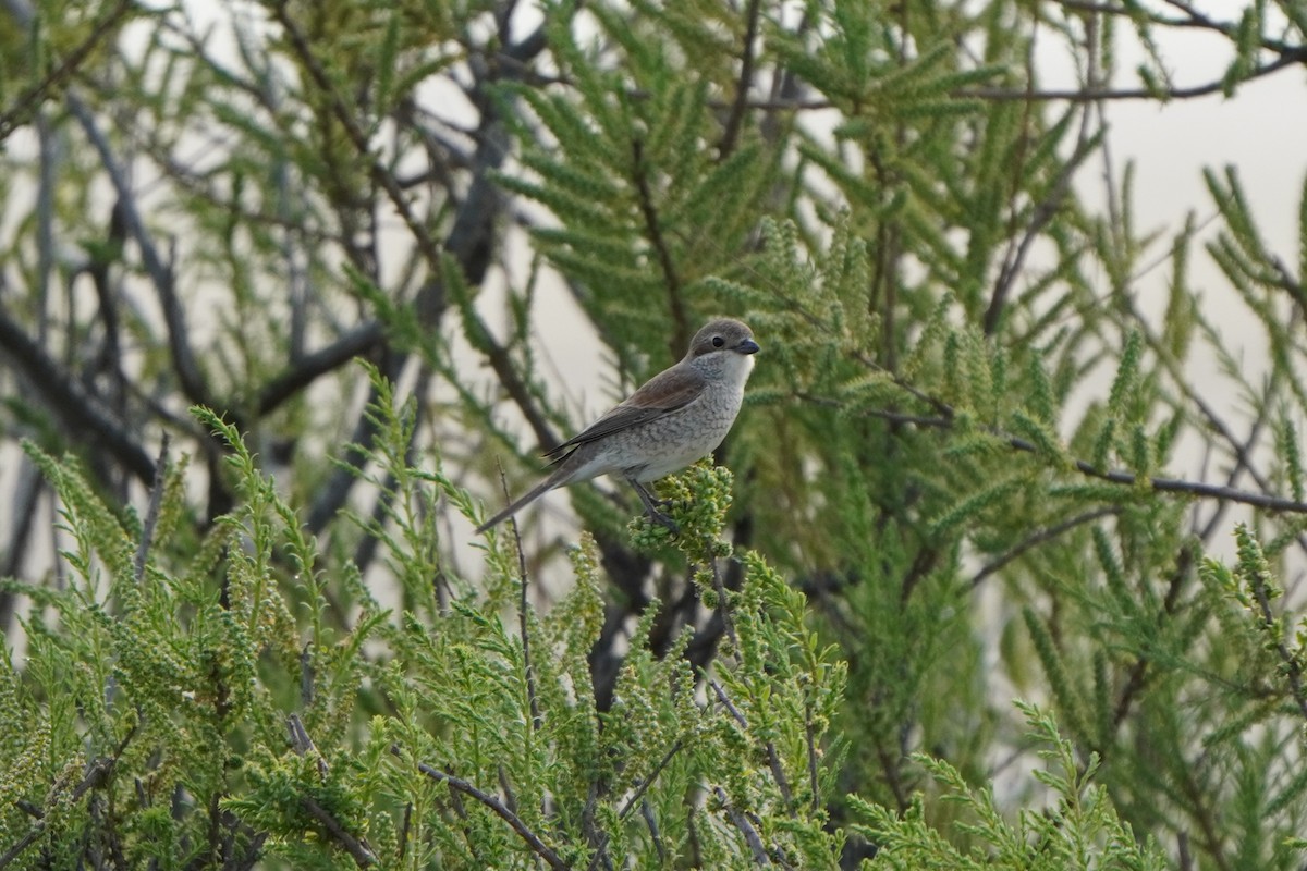 ťuhýk obecný - ML646961920