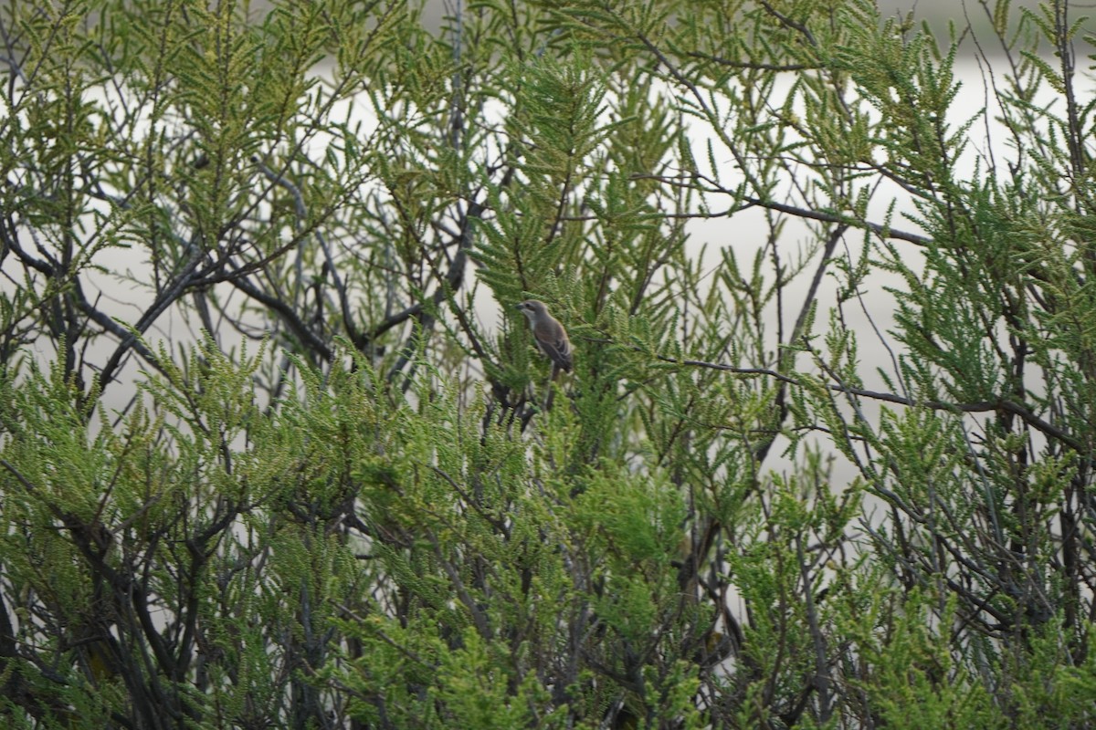 ťuhýk obecný - ML646961921