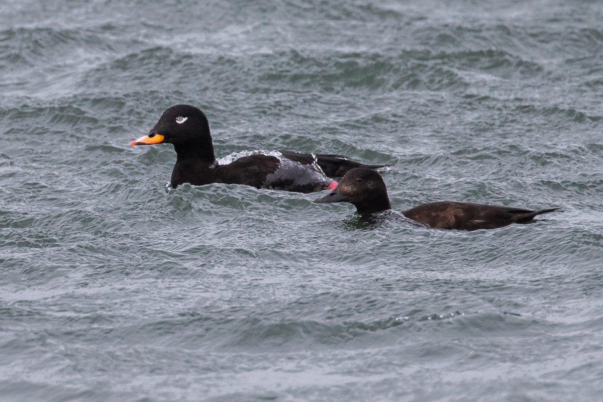 Velvet Scoter - ML646961923
