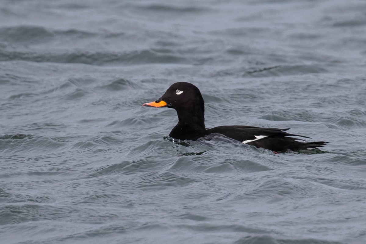 Velvet Scoter - ML646961924