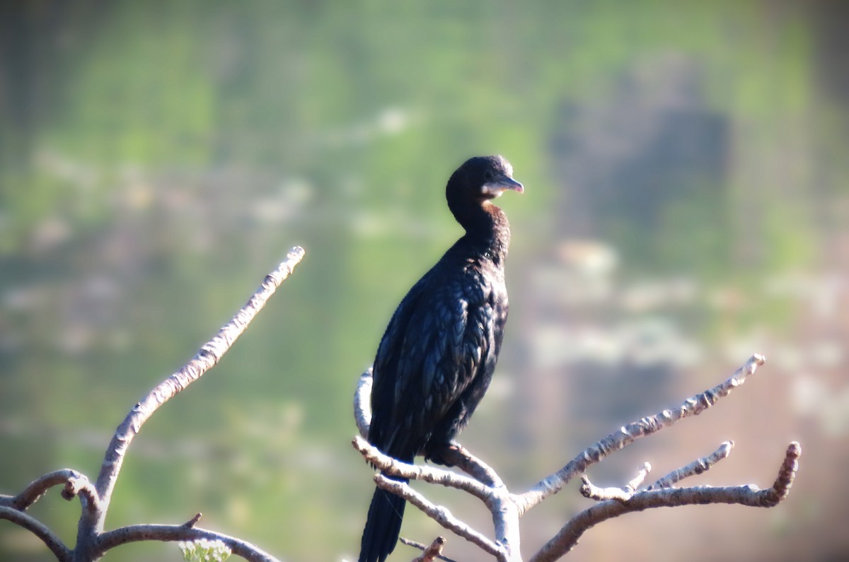 Little Cormorant - ML646961926