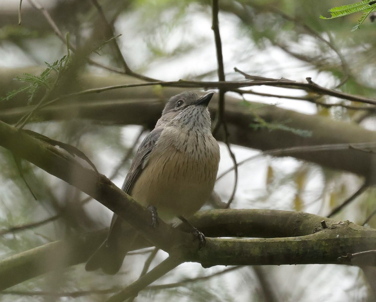 Rufous Whistler - ML646961928