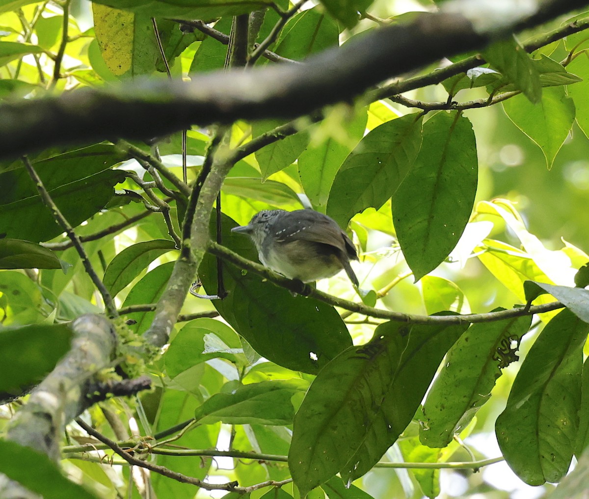 Spot-crowned Antvireo - ML646961929