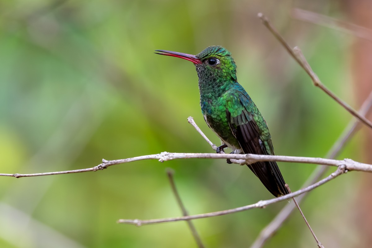 Glittering-throated Emerald - ML646961932