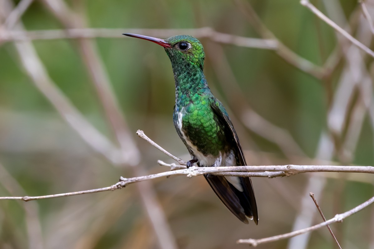Glittering-throated Emerald - ML646961933