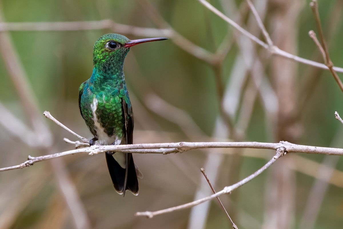Glittering-throated Emerald - ML646961934