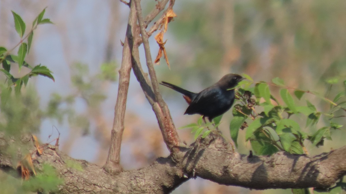 Indian Robin - ML646961937