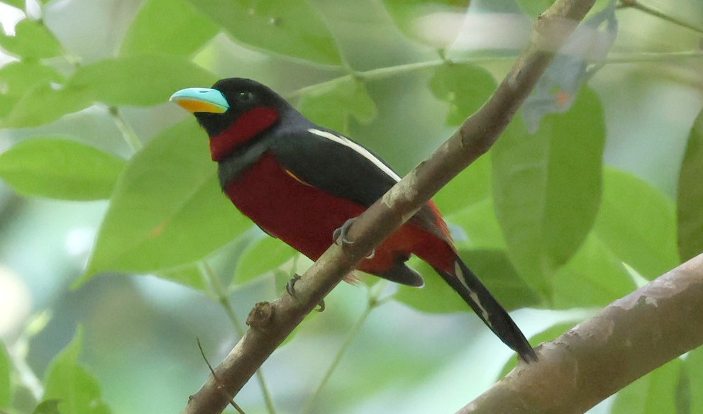 Black-and-red Broadbill - ML646961943