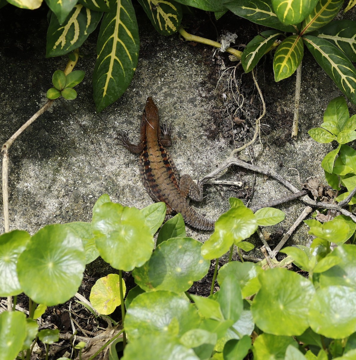 Reptiles - ML646961944