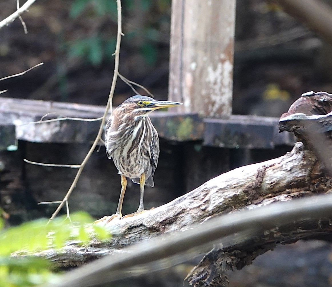 Green Heron - ML646961945