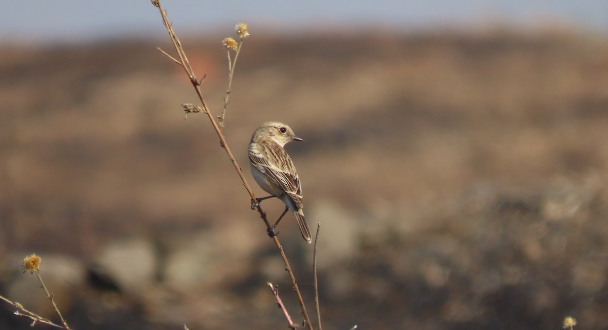Siberian Stonechat - ML646961946