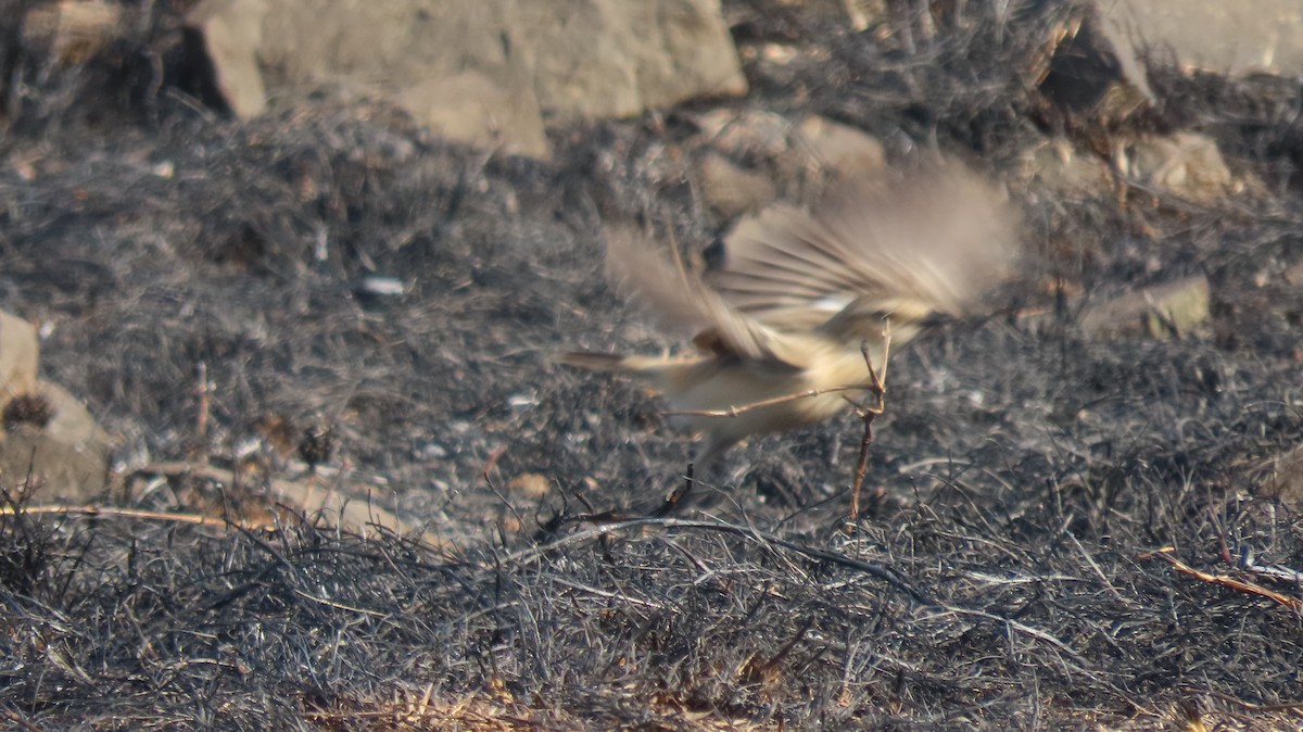 Siberian Stonechat - ML646961947