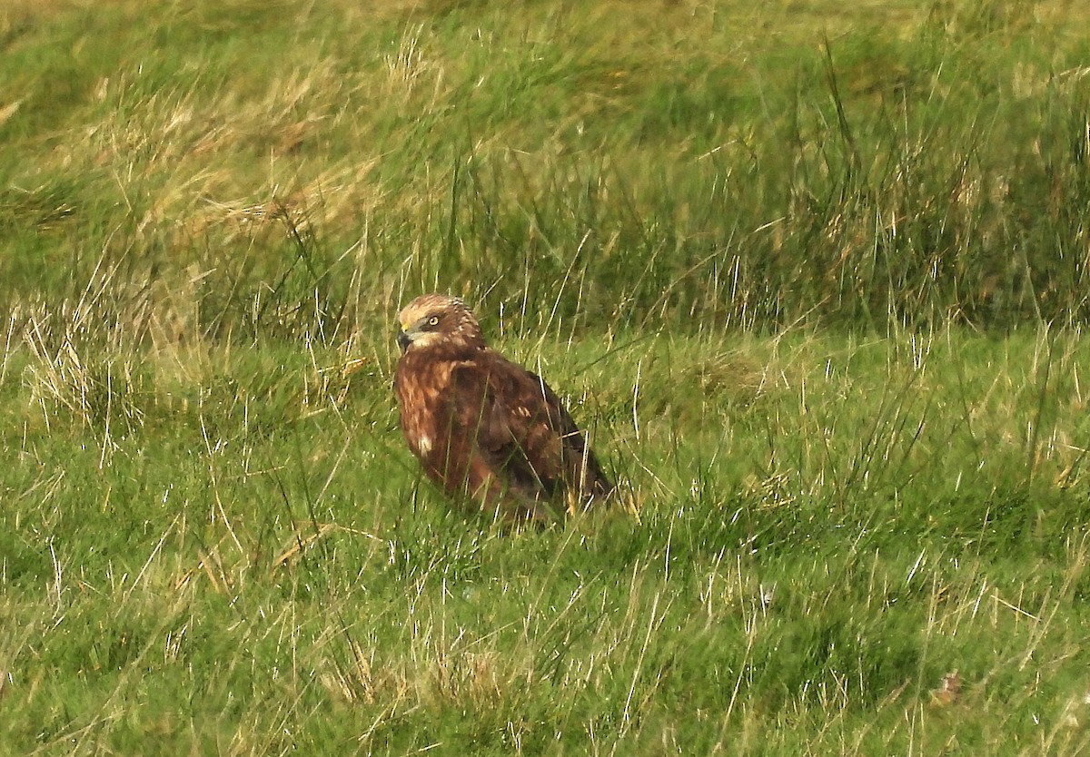 Western Marsh Harrier - ML646961948