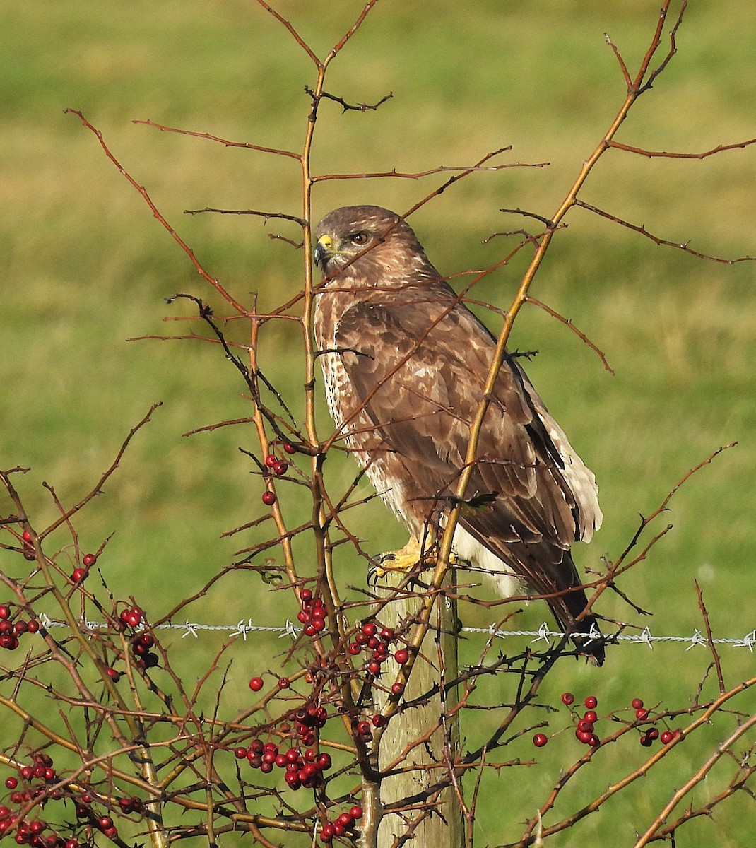 Common Buzzard - ML646961955