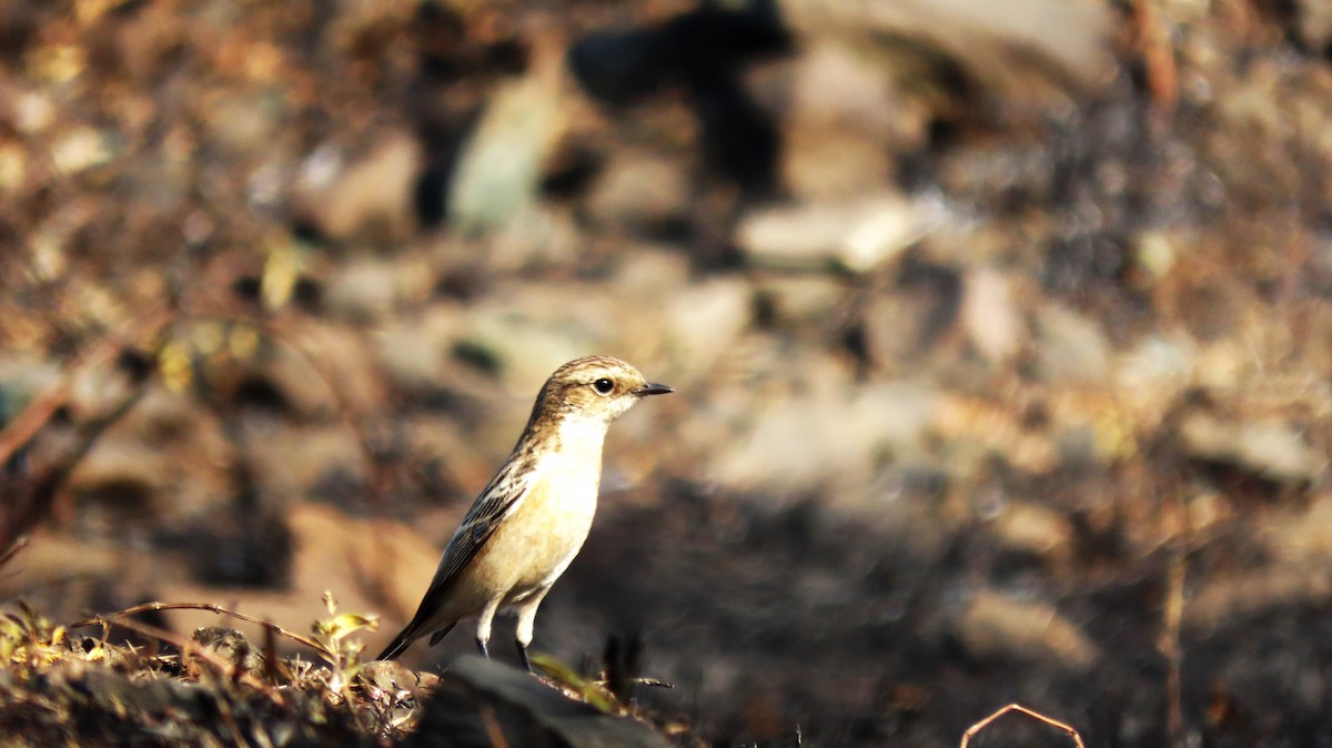 Siberian Stonechat - ML646961972